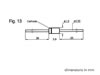 Tfk 1N4151 Diode